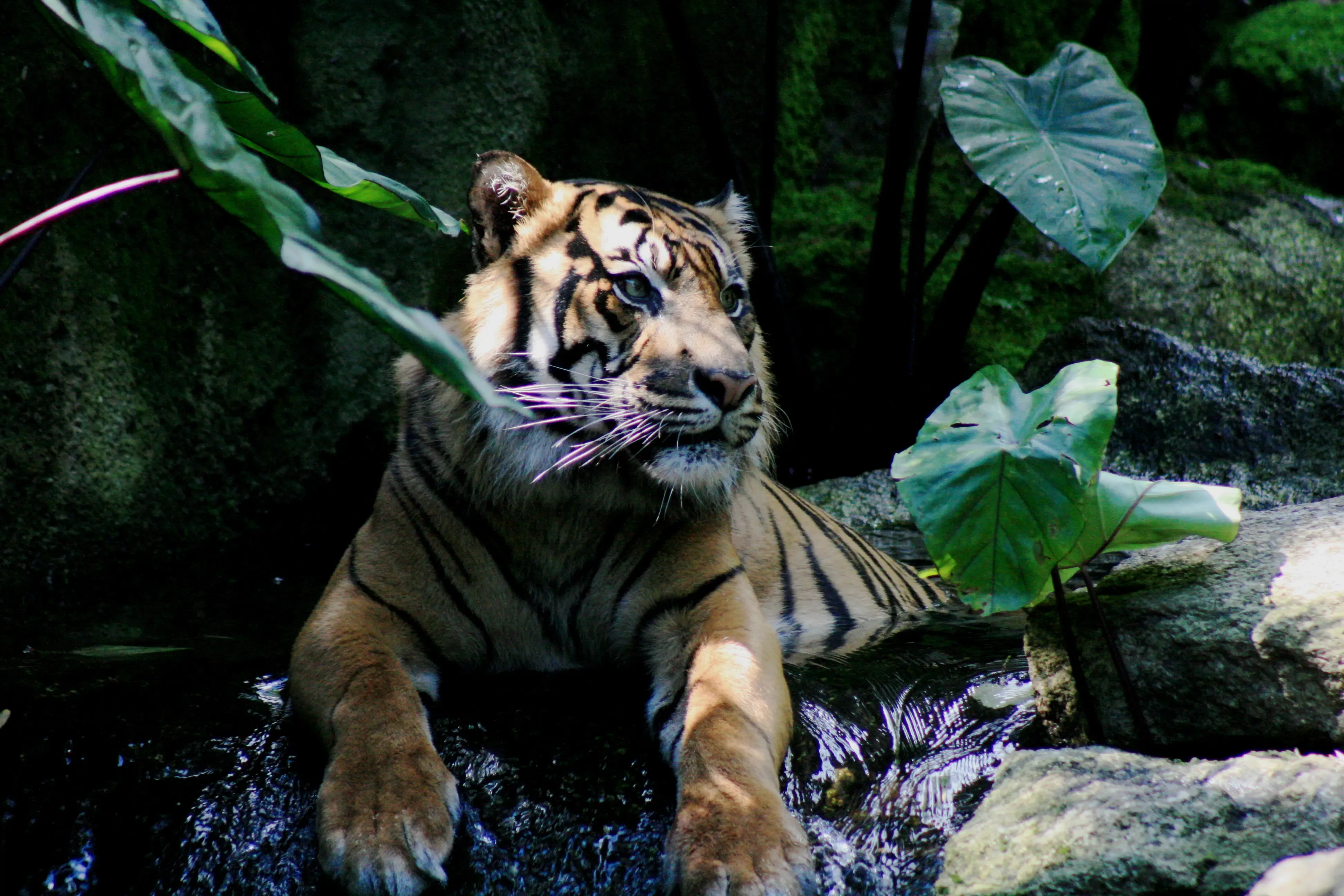 Sumatran tiger